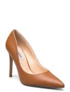 Evelyn-E Shoes Heels Pumps Classic Brown Steve Madden