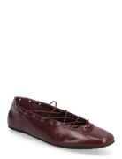 Steve Madden Pointe Burgundy